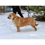 Симпатичный бородатик Вульф всё ещё ждёт своего человека