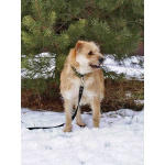 Симпатичный бородатик Вульф всё ещё ждёт своего человека