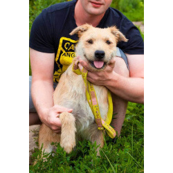 Симпатичный бородатик Вульф всё ещё ждёт своего человека