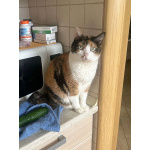 Ямайка ищет дом. Спокойный, надёжный и любящий