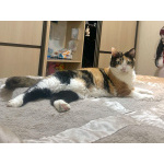 Ямайка ищет дом. Спокойный, надёжный и любящий