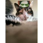 Ямайка ищет дом. Спокойный, надёжный и любящий