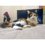 Ямайка ищет дом. Спокойный, надёжный и любящий