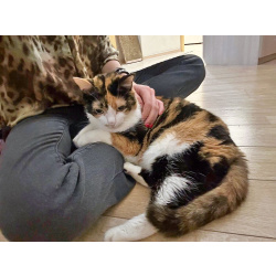 Ямайка ищет дом. Спокойный, надёжный и любящий