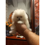 шпице маленьний мишка