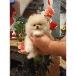 шпице маленьний мишка