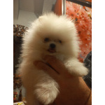 шпице маленьний мишка