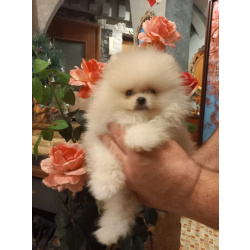 шпице маленьний мишка