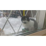 Кошечка Буся в ожидании добрых хозяев!