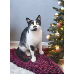 Кошечка Буся в ожидании добрых хозяев!