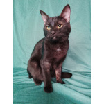 Сабрина ищет дом.