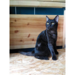 Сабрина ищет дом.