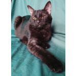 Сабрина ищет дом.