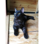 Сабрина ищет дом.