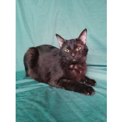 Сабрина ищет дом.