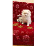 Померанский шпиц девочка белая от испанского кобеля