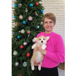 Щенки вельш корги пемброк