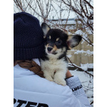 Щенки вельш корги пемброк