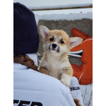 Щенки вельш корги пемброк