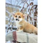 Щенки вельш корги пемброк