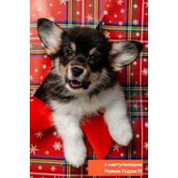 Щенки вельш корги пемброк