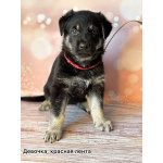 Щенки Восточноевропейской овчарки