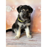 Щенки Восточноевропейской овчарки