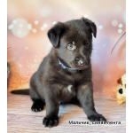 Щенки Восточноевропейской овчарки