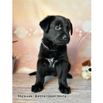 Щенки Восточноевропейской овчарки