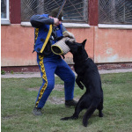 Щенки Восточноевропейской овчарки