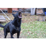 Щенки Восточноевропейской овчарки