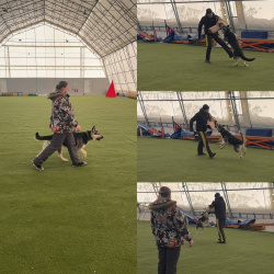 Щенки Восточноевропейской овчарки