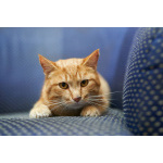 Прекрасный, рыжий кот в поисках семьи.