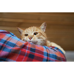 Прекрасный, рыжий кот в поисках семьи.