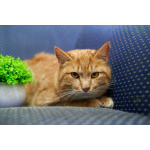 Прекрасный, рыжий кот в поисках семьи.