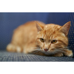 Прекрасный, рыжий кот в поисках семьи.