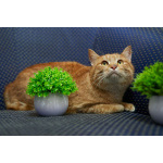 Прекрасный, рыжий кот в поисках семьи.