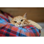 Прекрасный, рыжий кот в поисках семьи.