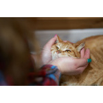 Прекрасный, рыжий кот в поисках семьи.