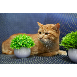 Прекрасный, рыжий кот в поисках семьи.