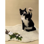 Очень добрый и спокойный кот Наф-Наф в добрые руки