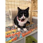 Очень добрый и спокойный кот Наф-Наф в добрые руки