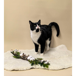 Очень добрый и спокойный кот Наф-Наф в добрые руки