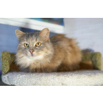 Домашняя кошечка Селена осиротела. Ищет дом