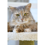 Домашняя кошечка Селена осиротела. Ищет дом