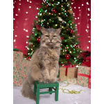 Домашняя кошечка Селена осиротела. Ищет дом