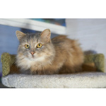 Домашняя кошечка Селена осиротела. Ищет дом