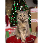 Домашняя кошечка Селена осиротела. Ищет дом