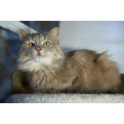 Домашняя кошечка Селена осиротела. Ищет дом