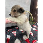 Чудесная малышка Снежа ищет дом. В добрые руки.